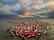 VIDEO: Flamingos flocking to Miankaleh