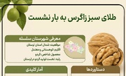 اینفوگرافیک؛«سلسله» قطب آینده‌دار گردوی ایران