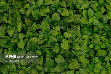 برگزاری نهمین کاروان ملی ترویج بهره‌وری الگوی کشت در سیریک