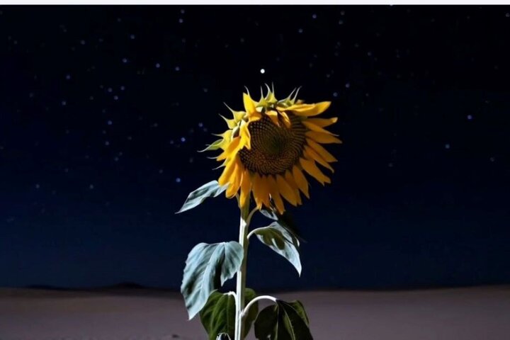 سینمای تجربی سینمای مفهوم است؛ قصه گلی که با جنگ ارتباط می‌گیرد!
