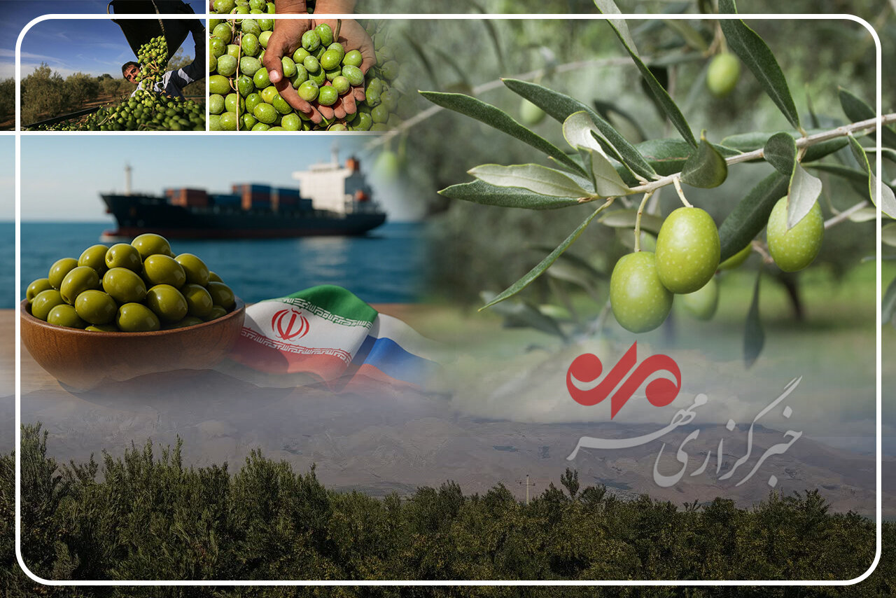 زیتون ایران در دو راهی تصمیم؛ «پیمان ملی» راه نجات صنعت میشود؟ زیتون ایران در دو راهی تصمیم؛ «پیمان ملی» راه نجات صنعت میشود؟