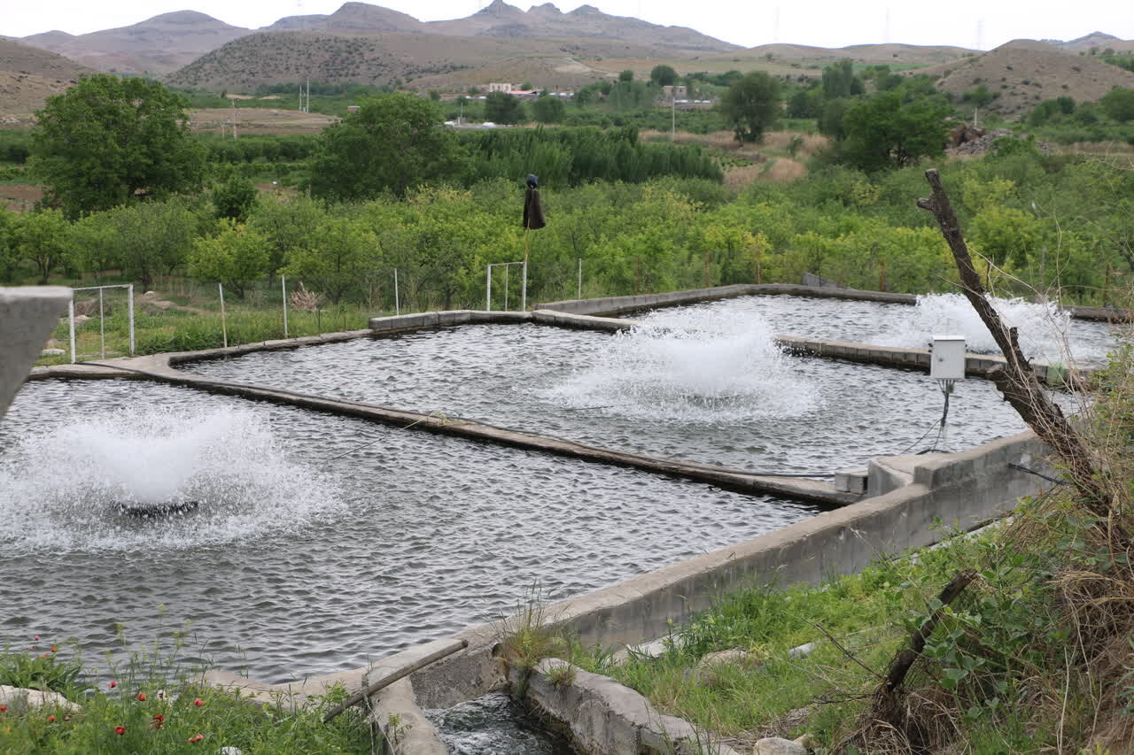 چهارمحال و بختیاری پیشرو در تولید ماهیان سردآبی؛ جهاد تولید رقم خورد