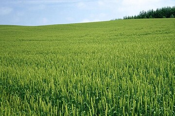 نادری: استفاده از بذر گواهی‌شده راهی مطمئن برای افزایش درآمد گندمکاران