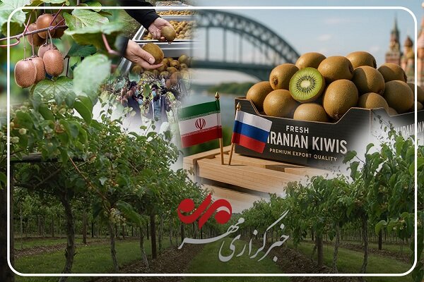 کیوی گیلان؛ محصولی با جایگاه ویژه؛ از بازار داخلی تا صادرات جهانی