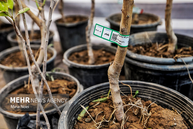 جشنواره بادام خسروشاه