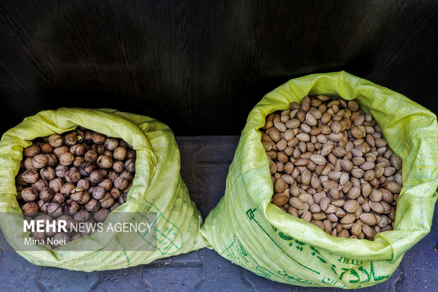 جشنواره بادام خسروشاه