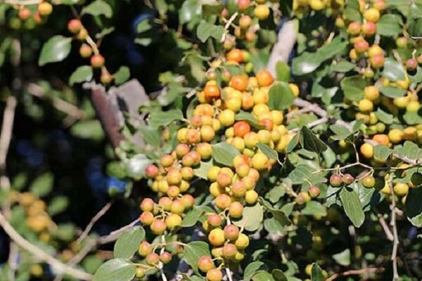 گیاه گون؛ گنجی در دل بلوچستان با فرصت های اقتصادی