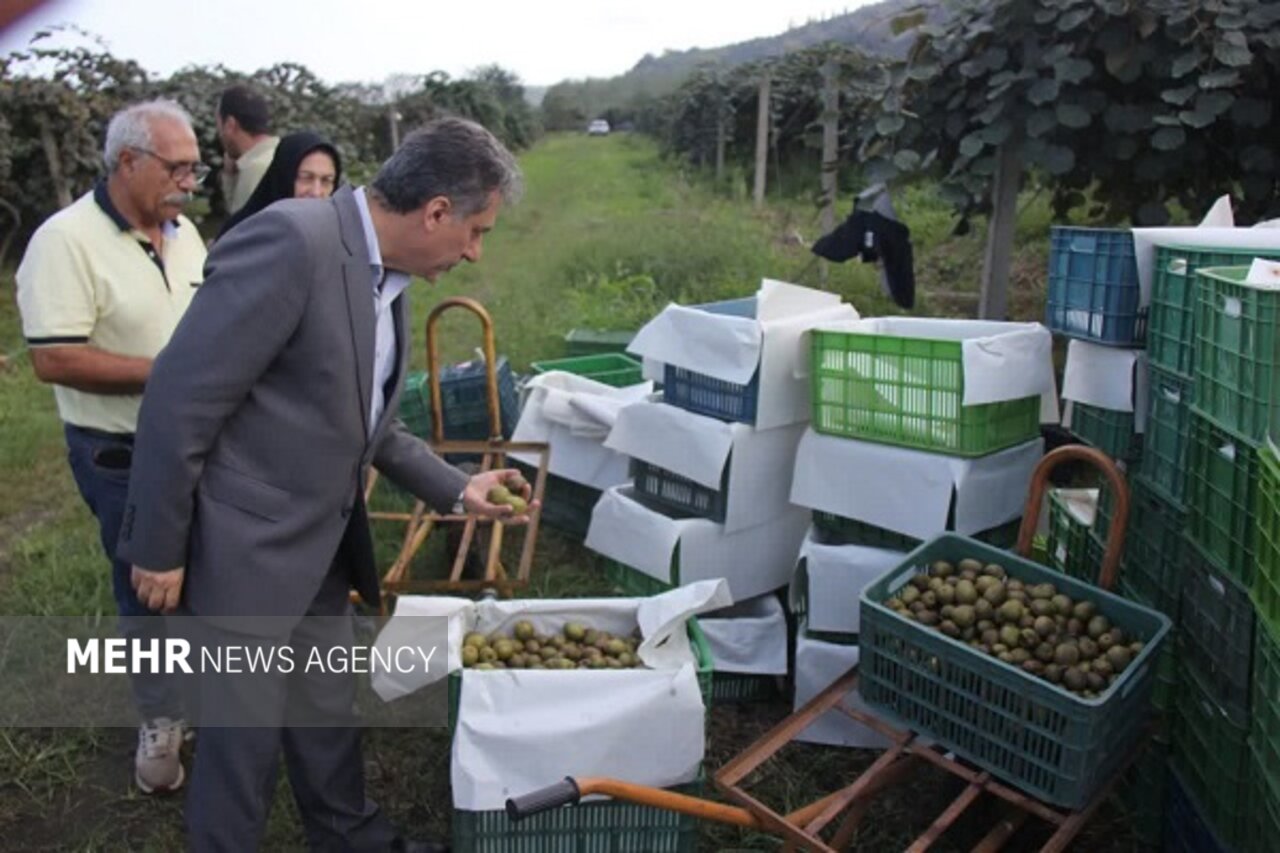 کیوی رودسر در مسیر دشوار رونق؛ باغداران چشم‌ انتظار حمایت دولت