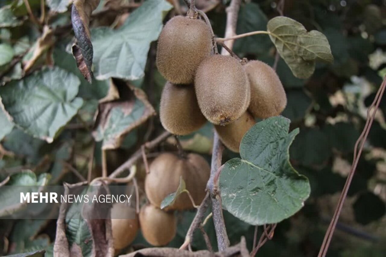 کیوی رودسر در مسیر دشوار رونق؛ باغداران چشم انتظار حمایت دولت