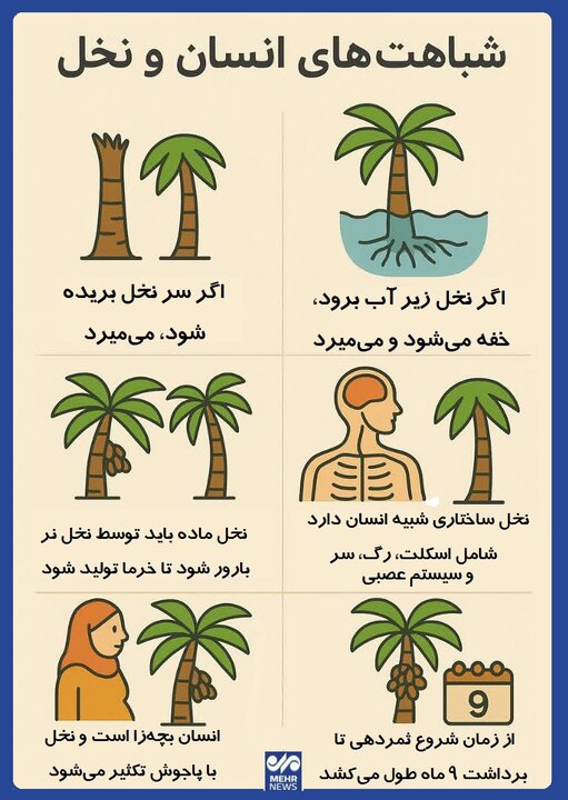 اینفوگرافیک؛ شباهتهای انسان و نخل
