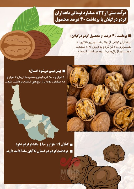 اینفوگرافی | برداشت ۴۰ درصدی گردو در گیلان