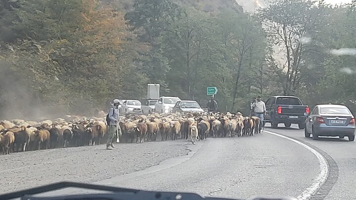 ترافیک چند کیلومتری در جاده کندوان ترافیک چند کیلومتری در جاده کندوان