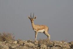 آماربرداری آهوان منطقه حفاظت‌شده «مند» آغاز شد