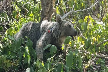 مشاهده یک خرس قهوه‌ای به همراه دو توله‌اش در منطقه حفاظت شده دنا