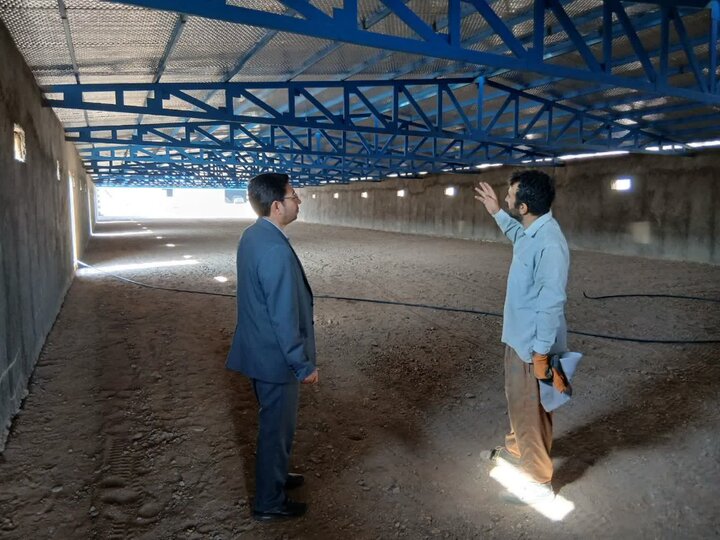 راهاندازی واحد پرورش مرغ در جودانه میامی؛ افزایش 320 تنی تولید گوشت