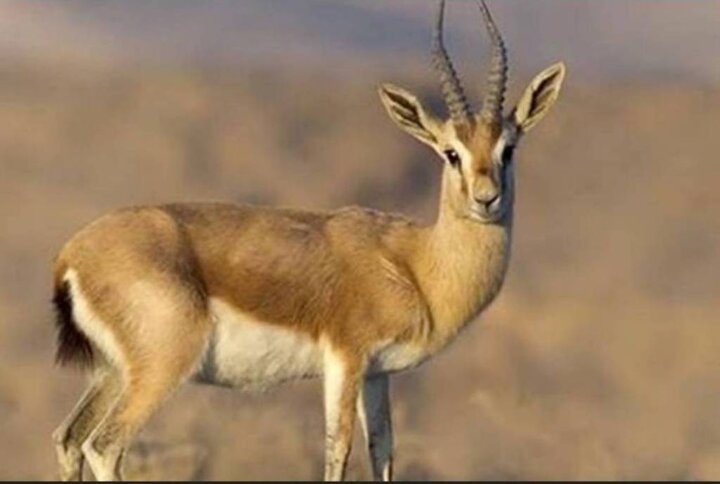 احیای آهوی جبیر در استان بوشهر با موفقیت انجام شد