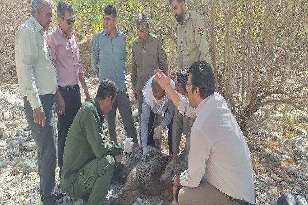 خرس قهوهای گرفتار شده در تله نجات یافت