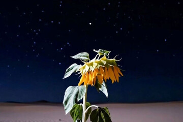 سینمای تجربی سینمای مفهوم است؛ قصه گلی که با جنگ ارتباط می‌گیرد!