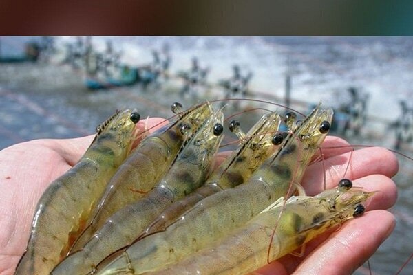 سرگزی: پرورش میگو در سیستان و بلوچستان رشد ۱۰۷ درصدی داشته است