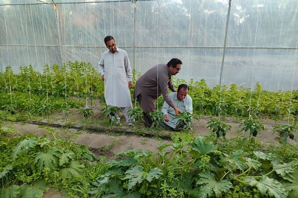 سراوان؛ قطب تولیدات گلخانه‌ای با تولید بیش از 13 هزار تن محصول