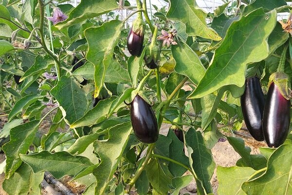 سراوان؛ قطب تولیدات گلخانهای با تولید بیش از 13 هزار تن محصول 3