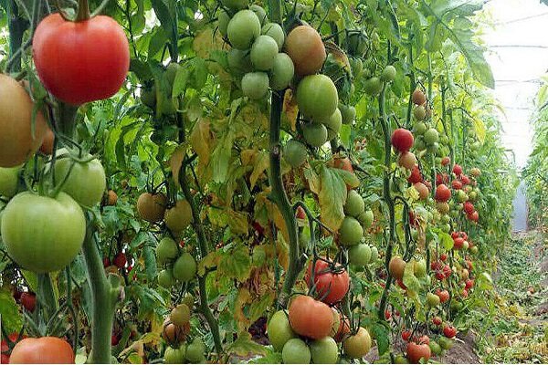 سراوان؛ قطب تولیدات گلخانهای با تولید بیش از 13 هزار تن محصول 4