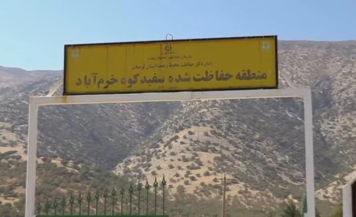 چشمان بیدار سفیدکوه؛ قلعه گونههای نادر نگهبان میخواهد!