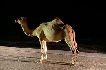 لزوم جمع‌آوری و کنترل شترهای سرگردان در محورهای مواصلاتی شهرستان بستک