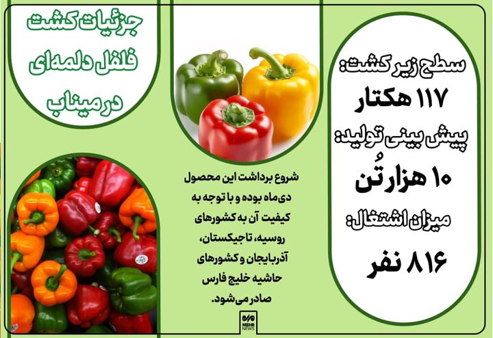 اینفوگرافیک؛ جزئیات کشت فلفل دلمهای در میناب