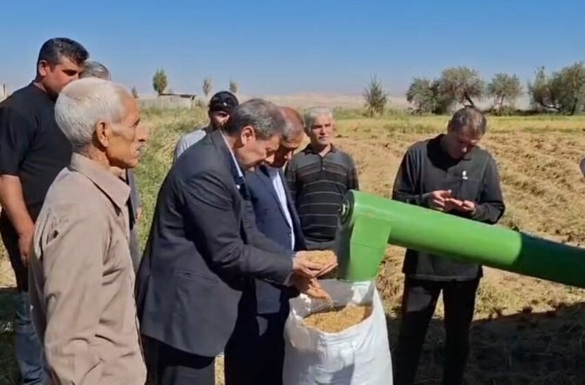 مشایخی: ۱۵ هزار تن برنج از شالیزارهای میانه برداشت شده است مشایخی: ۱۵ هزار تن برنج از شالیزارهای میانه برداشت شده است