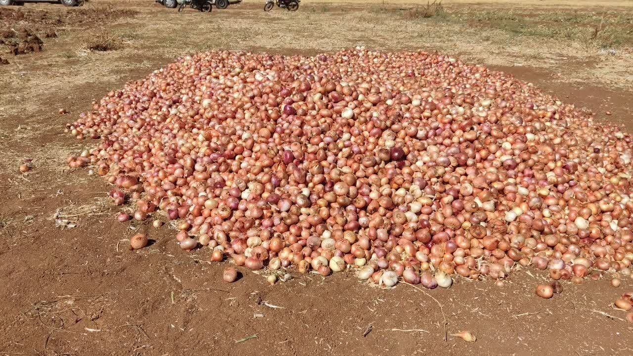 برداشت ۴۲۰۰ تن پیاز در دهگلان؛ محصولی با برند بومی و بازار ملی