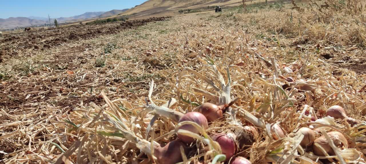 برداشت ۴۲۰۰ تن پیاز در دهگلان؛ محصولی با برند بومی و بازار ملی