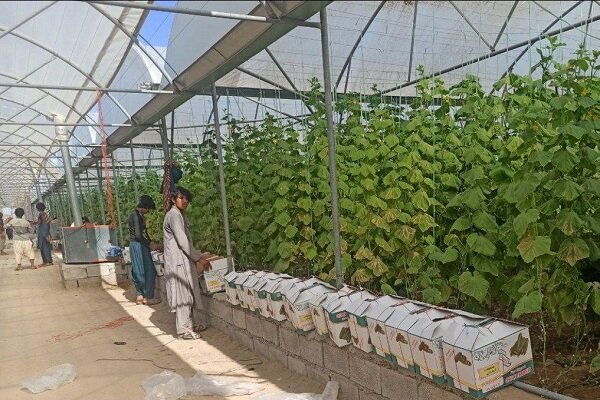 پوری: آققلا ظرفیت بالایی برای توسعه کشتهای گلخانهای دارد پوری: آققلا ظرفیت بالایی برای توسعه کشتهای گلخانهای دارد