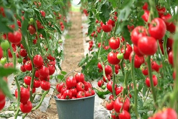 رونق کشاورزی گلخانه ای در سیستان؛ بیش از 3100 نفر شاغل در زابل و زهک 3