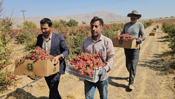 ایزدی: زرند، پیشتاز تولید زرشک در استان کرمان است ایزدی: زرند، پیشتاز تولید زرشک در استان کرمان است