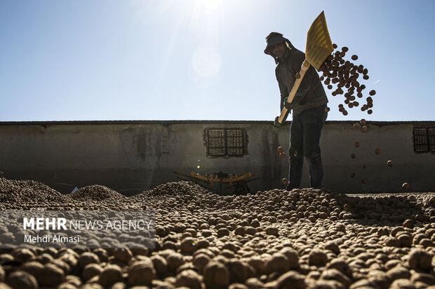 برداشت گردو اصلاح شده با دستگاه مکانیزه
