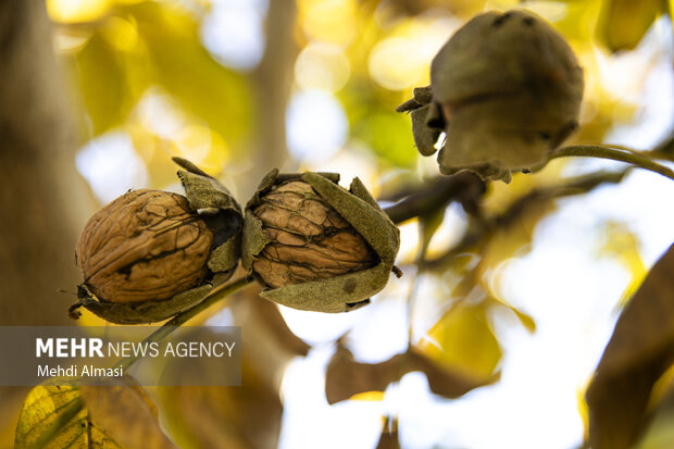 برداشت گردو اصلاح شده با دستگاه مکانیزه