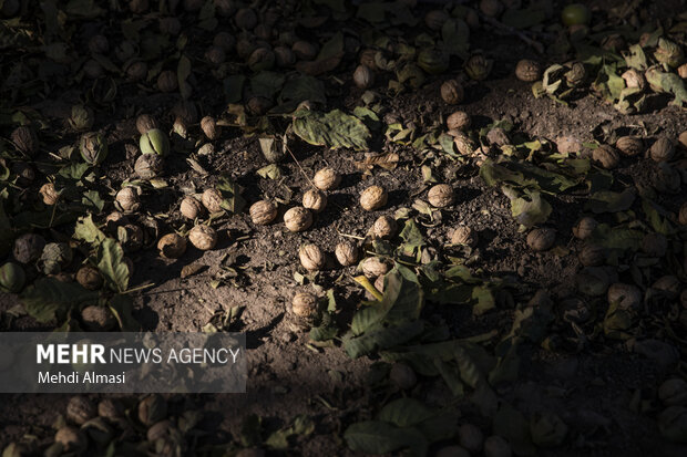 برداشت گردو اصلاح شده با دستگاه مکانیزه