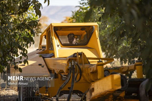 برداشت گردو اصلاح شده با دستگاه مکانیزه