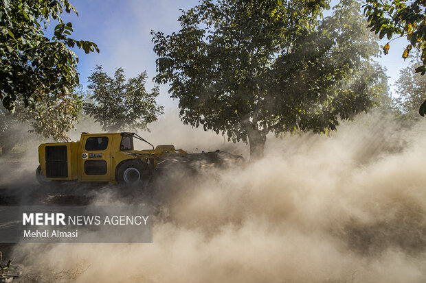 برداشت گردو اصلاح شده با دستگاه مکانیزه