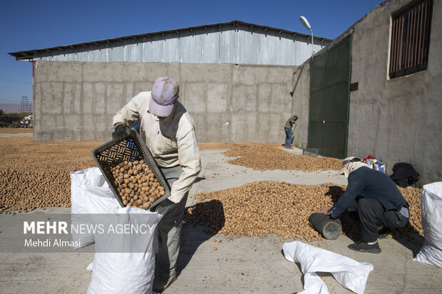 برداشت گردو اصلاح شده با دستگاه مکانیزه