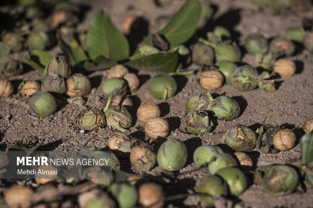 برداشت گردو اصلاح شده با دستگاه مکانیزه