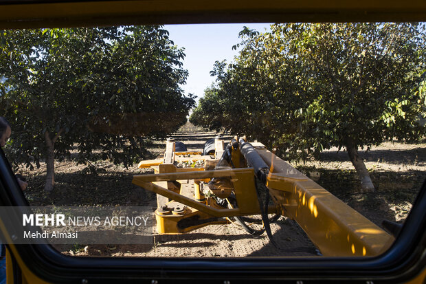 برداشت گردو اصلاح شده با دستگاه مکانیزه
