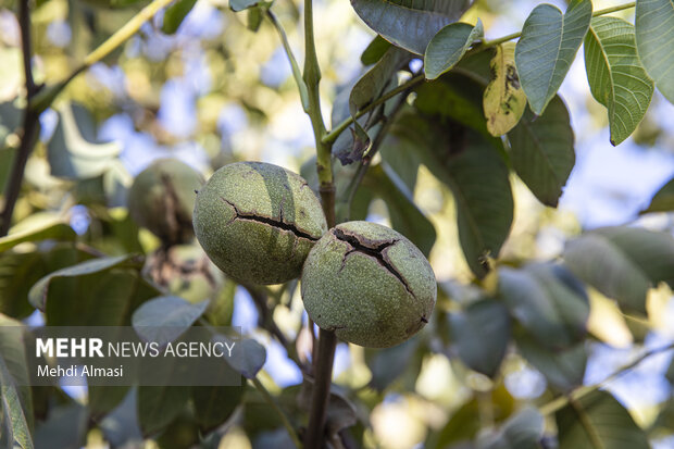 برداشت گردو اصلاح شده با دستگاه مکانیزه