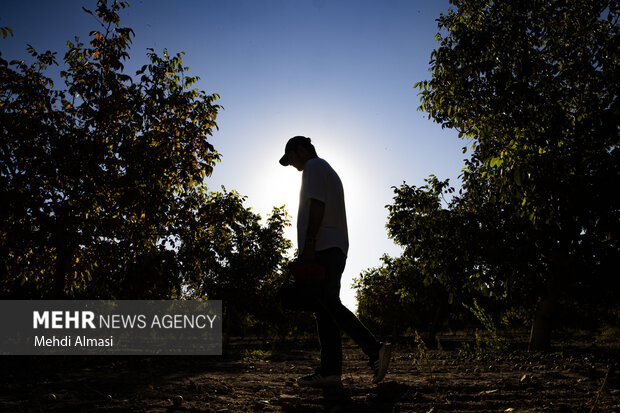 برداشت گردو اصلاح شده با دستگاه مکانیزه
