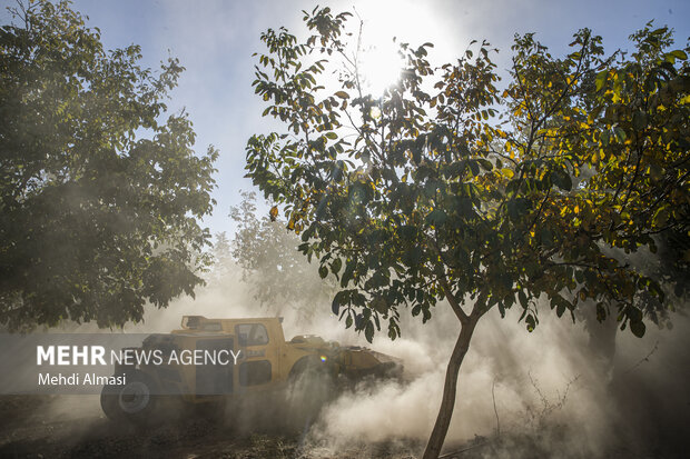 برداشت گردو اصلاح شده با دستگاه مکانیزه
