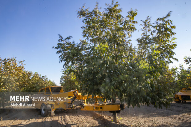 برداشت گردو اصلاح شده با دستگاه مکانیزه