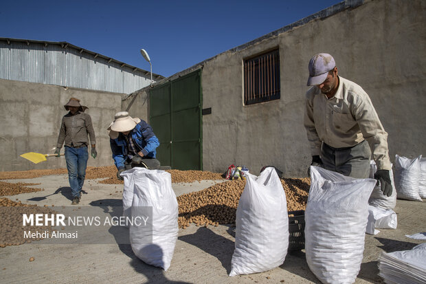 برداشت گردو اصلاح شده با دستگاه مکانیزه