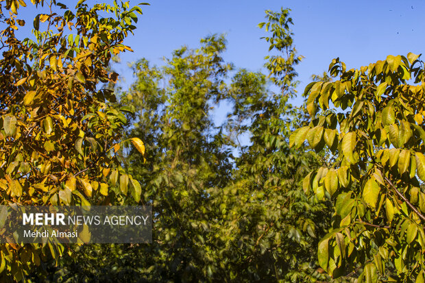 برداشت گردو اصلاح شده با دستگاه مکانیزه