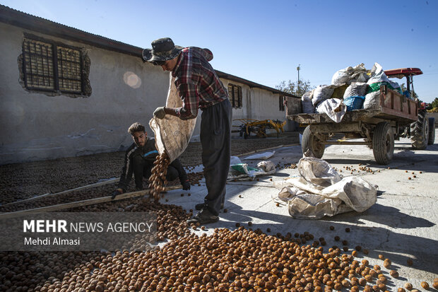برداشت گردو اصلاح شده با دستگاه مکانیزه